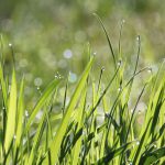 Foto: Go-Grass