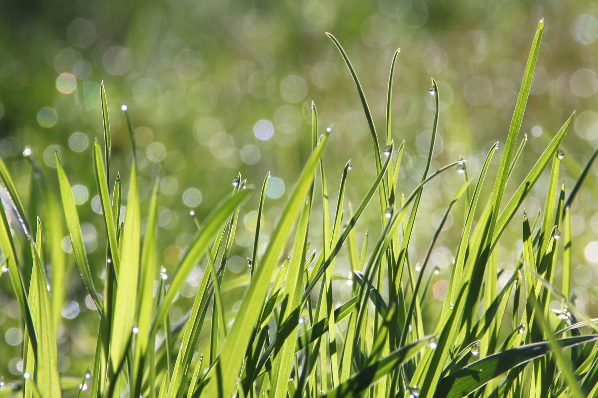 Foto: Go-Grass